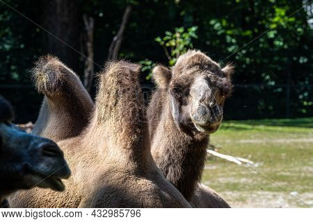 The Bactrian Camels, Camelus Bactrianus Is A Large, Even-toed Ungulate Native To The Steppes Of Cent