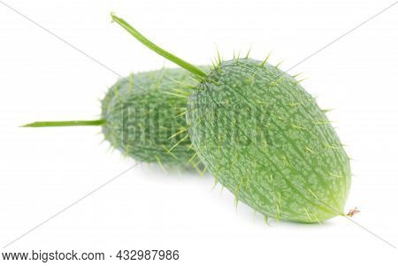 Ecballium Isolated On White Background. Ecballium Elaterium Or Wild Cucumber Pods