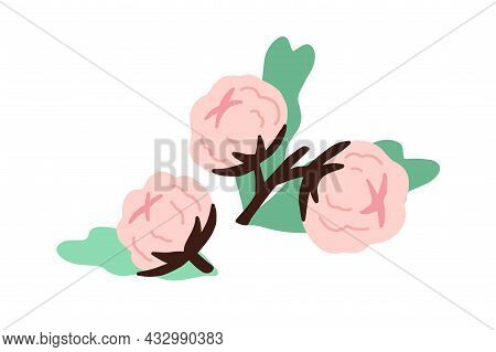 Soft Buds Of Blossomed Cotton Flowers With Leaf. Botanical Composition With Delicate Fluffy Coton Bo