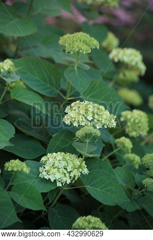 Background Of Green And White Hydrangea. High Quality Photo