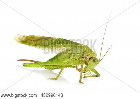 Tettigonia Viridissima In Front Of White Background