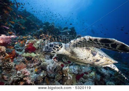 Mare, sole e tartaruga embricata