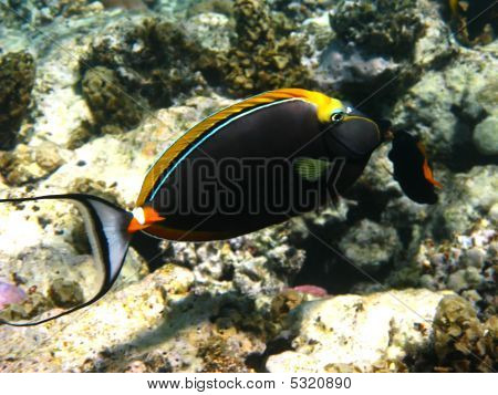 Orangespine Unicornfish