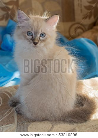 Fluffy kitten
