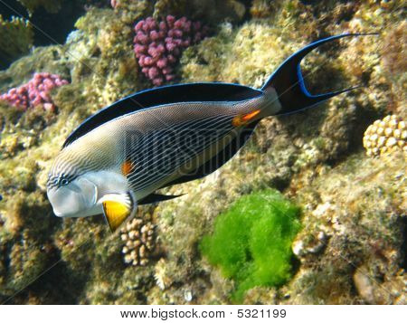 Sohal Surgeonfish Red Sea