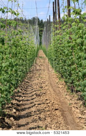 Hop Plantation