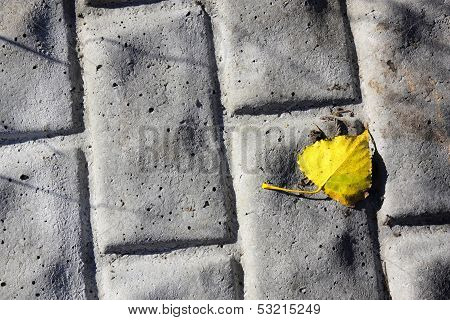 foliage on the road