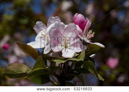 Spring Blooming Pink Flowering Crab Apple Flowers