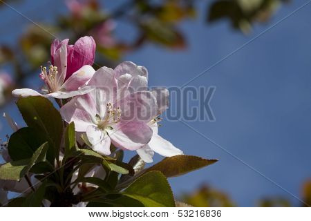 Pink Flowering Crabapple Blossom Background