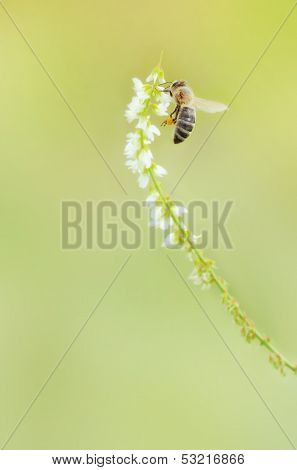 Bee On Flower