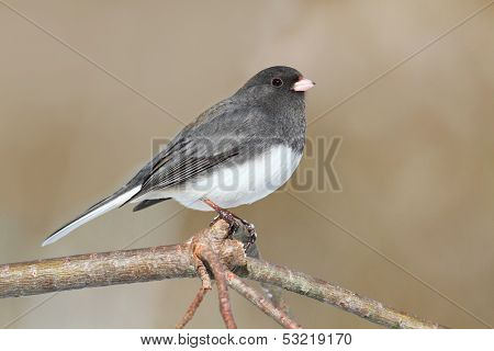 Junco On A Branch