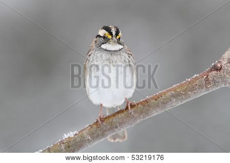 Bird In Snow