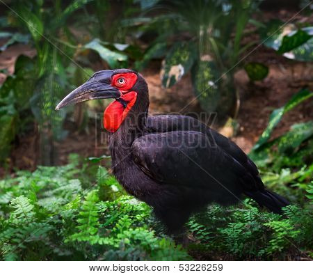 Southern Ground Hornbill Bird