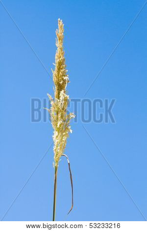 Beautiful Photo Reed Against The Blue Sky