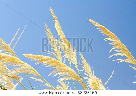 Beautiful Photo Reed Against The Blue Sky