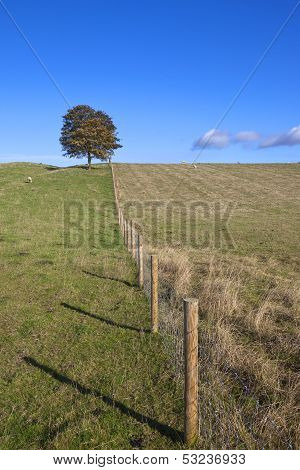 Livestock Pastures