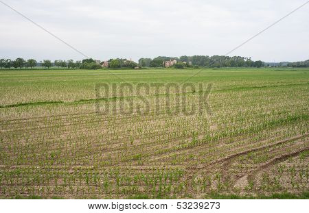 Field Of Cornfield