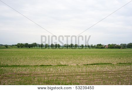 Field Of Cornfield
