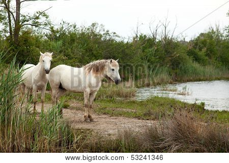 Camargue Horses