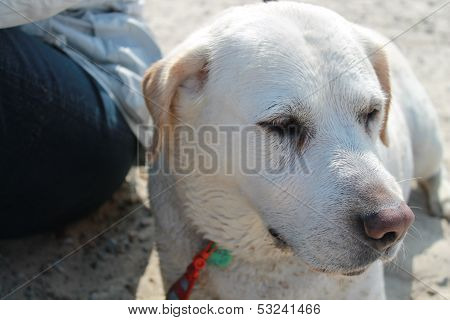 labrador retriever on the beach
