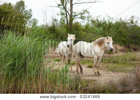 Camargue Horses