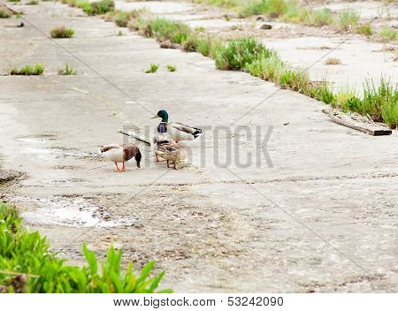 Ducks