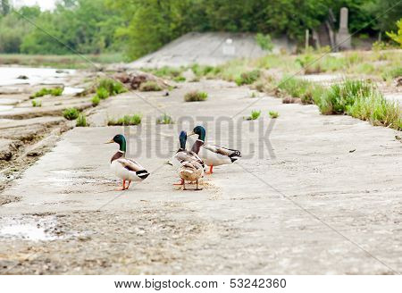 Ducks