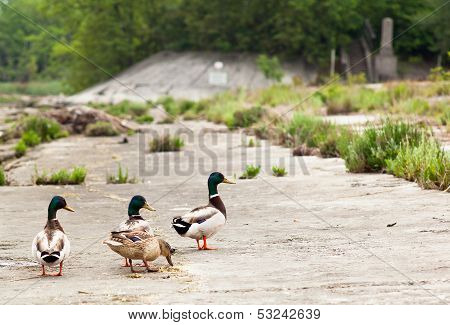 Ducks