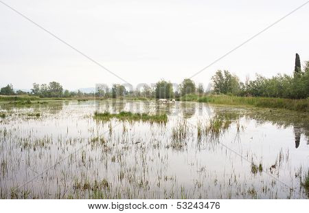 Camargue Horses
