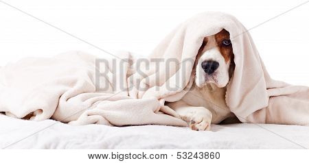 Dog Under A Blanket On White