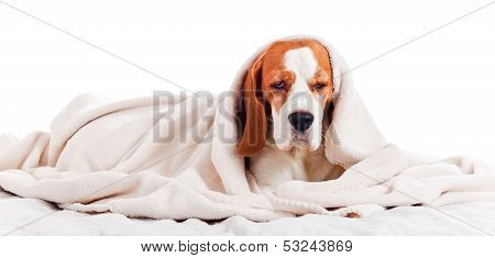 Dog Under A Blanket On White