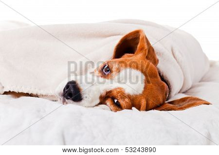 Dog Under A Blanket On White