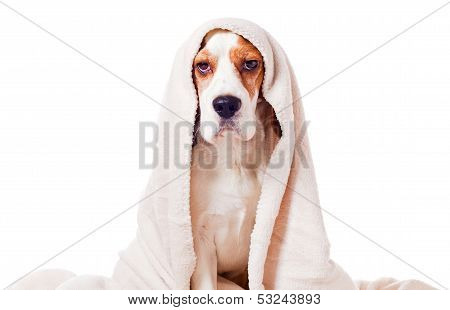 Dog Under A Blanket On White