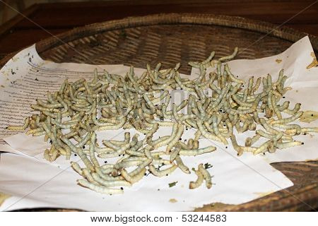 Silkworms At A Farm Near Angkor Wat, Siem Reap, Cambodia