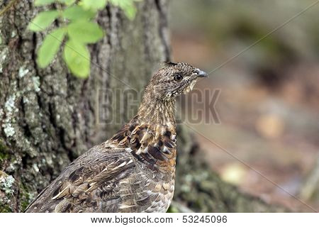 Ruffed Grouse In The North Woods