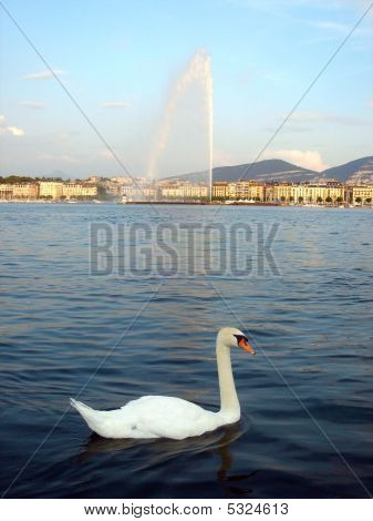 Swan On The Lake In Front Of The Waterjet