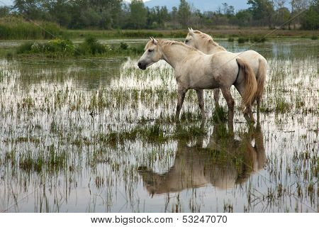 Camargue Horses
