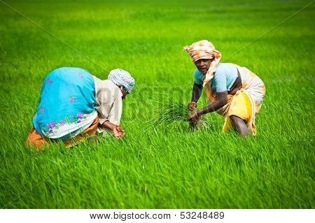 Thanjavour, India - February 13: Indian Woman Works At Rice Field. India, Tamil Nadu, Near Thanjavou