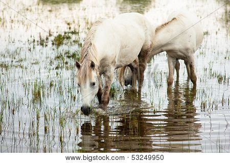 Camargue Horses
