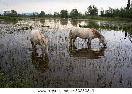 Camargue Horses