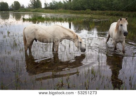 Camargue Horses