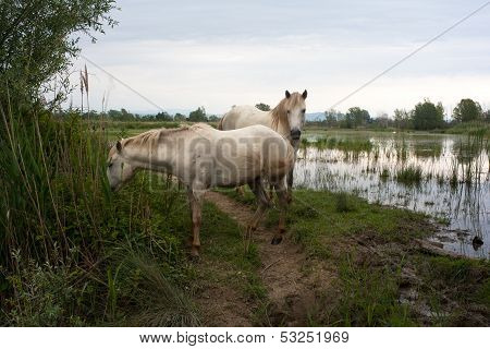 Camargue Horses
