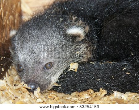 Binturong baby
