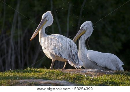 Dalmatian pelicans