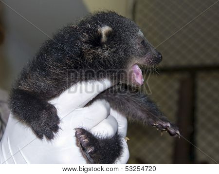 Binturong baby