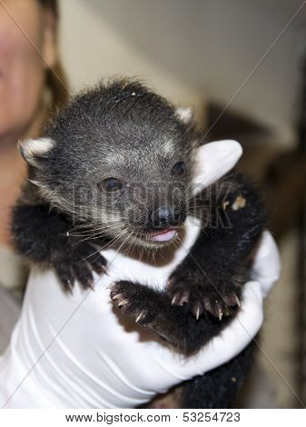 Binturong baby