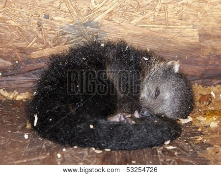 Binturong baby