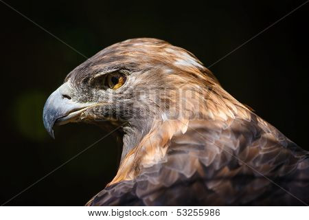 Golden Eagle (aquila Chrysaetos)