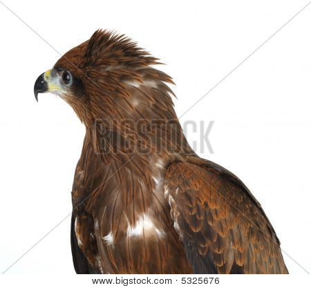 Aquila