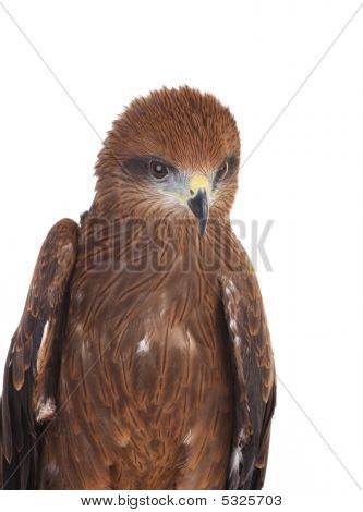 Aquila